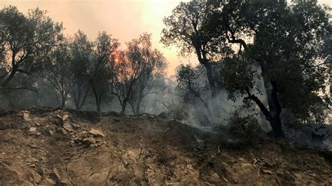 watchpeopledie algeria|Algeria forest fires: At least 65 people killed as fires spread.
